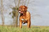 DOGUE DE BORDEAUX 139